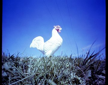 Hwy 127 Chicken Pinhole Photographs